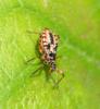 Rhynocoris iracundus